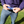 Navy Loop Belt